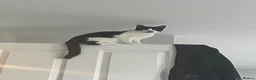 Domestic Shorthair cats for sale: 4 year old Cat for sale in Aylesbury - Advert 3