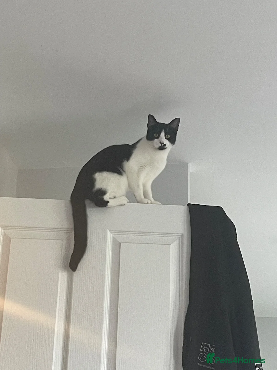 Domestic Shorthair cats for sale: 4 year old Cat for sale in Aylesbury - Advert 3