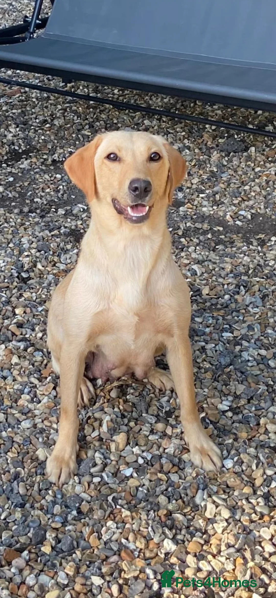 Labrador Retriever dogs for sale: Kc registered Working labrador puppies  - Advert 8