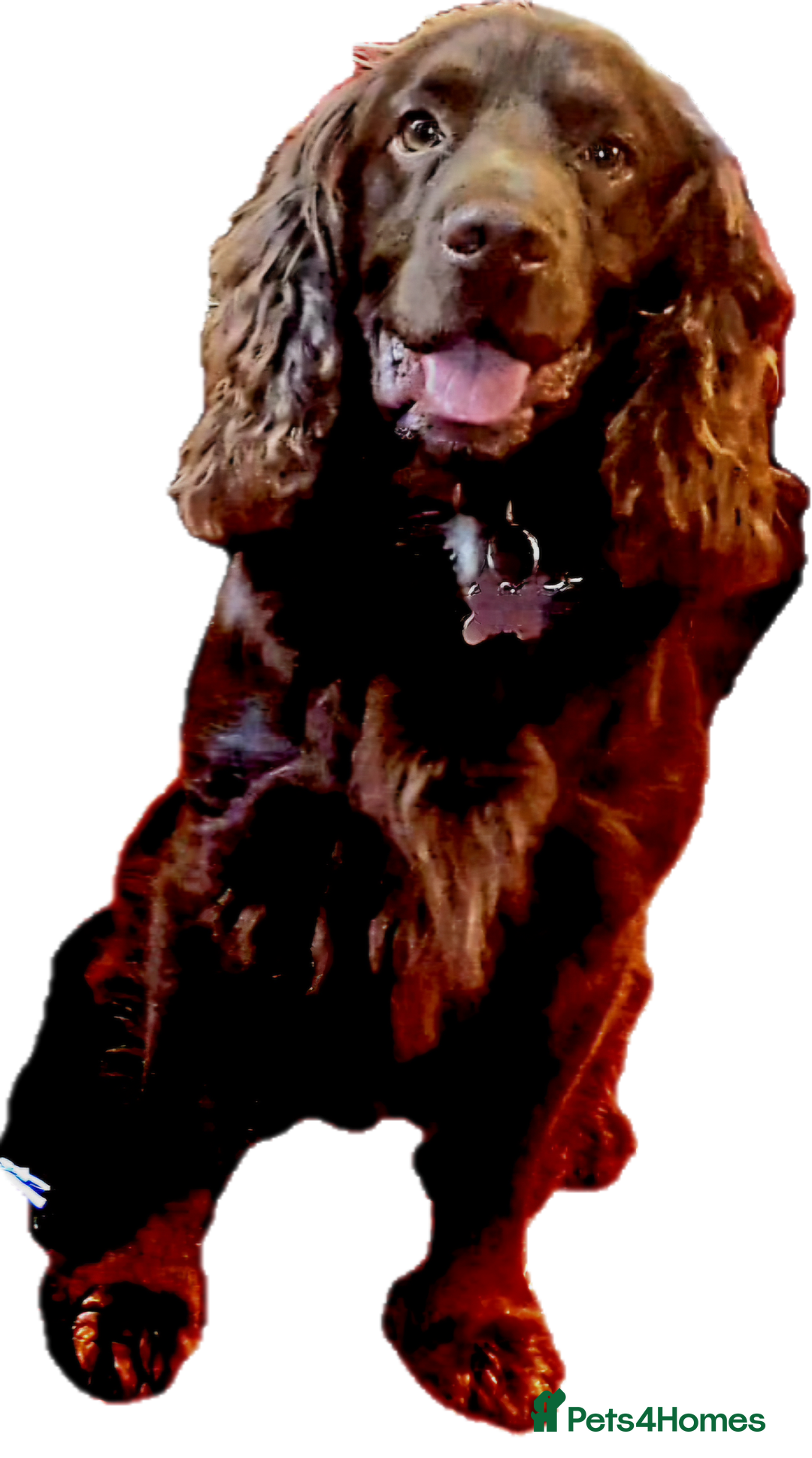 Mixed Breed dogs for sale: Working Spaniels looking for Forever Home  - Image 5