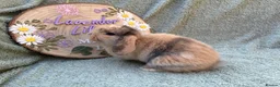 Mini Lop rabbits for sale: 2 mini lop bucks - Advert 4