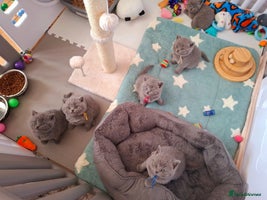 British Shorthair cats - Advert 11