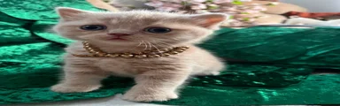 Scottish Fold Kitten 3