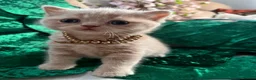 Scottish Fold cats for sale: 😻SCOTTISH FOLD 😻 CREAM & RED COLOUR 😻 - Advert 9