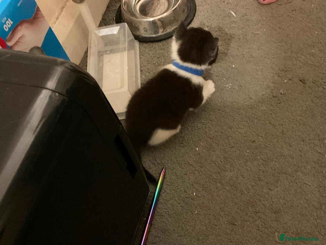 Domestic Shorthair cats for sale: Domestic Shorthairs - 6 Left - Advert 4