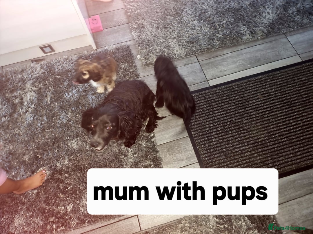 Cocker Spaniel dogs for sale: Cocker spaniel pups  - Image 7