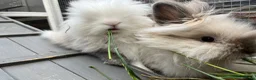 Lionhead rabbits for sale: Lionhead Bunnies  - Advert 8