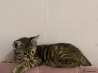Mixed Breed cats TWO Beautiful girl kittens - Advert 9