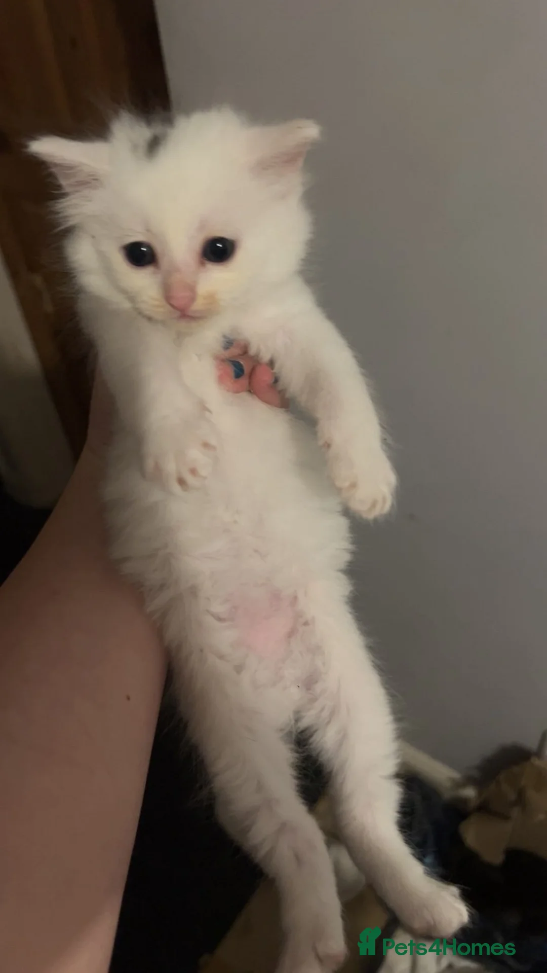 Mixed Breed cats for sale: Kittens for sale  in Braintree - Advert 5