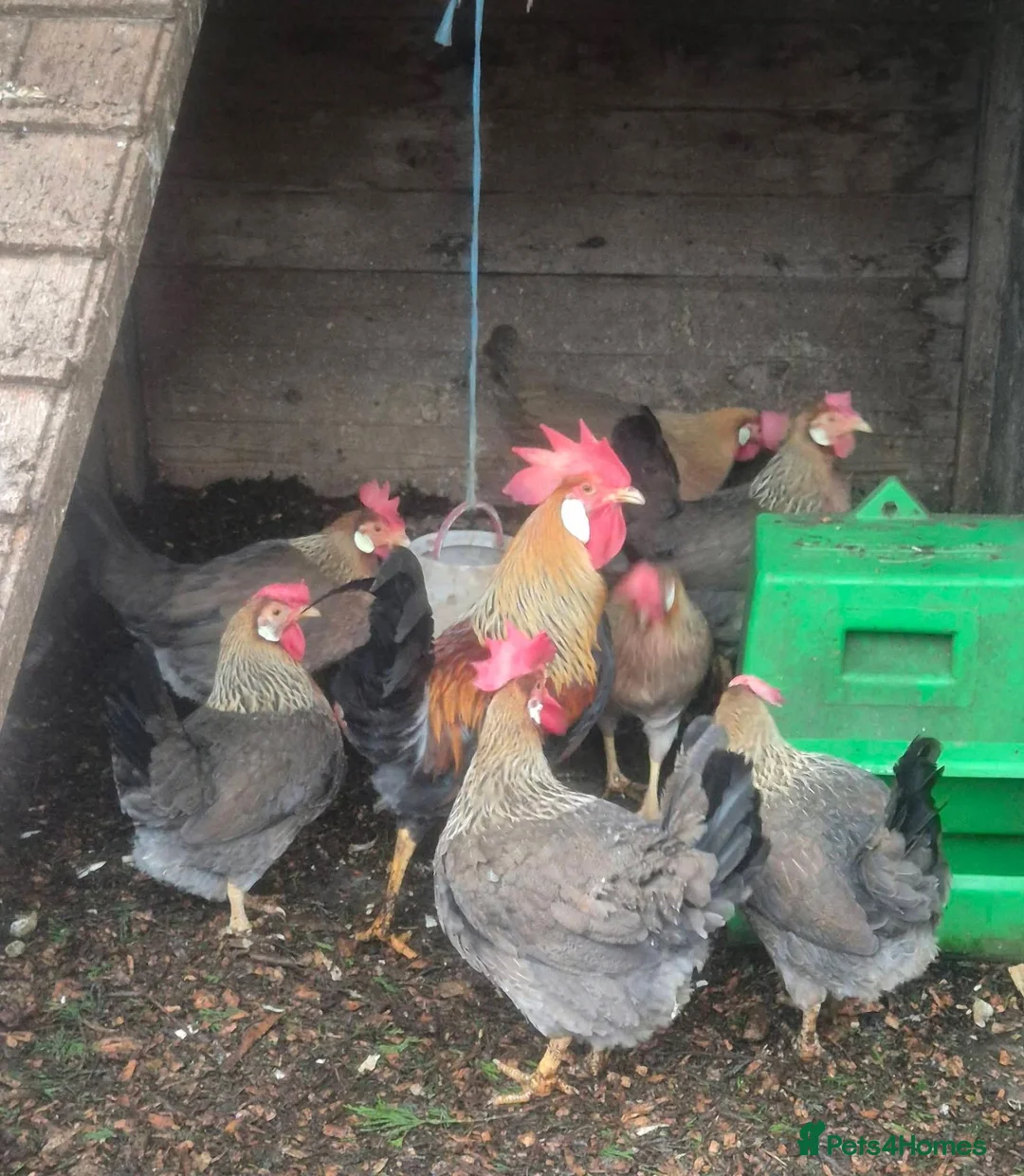 Chickens poultry for sale: Brown Leghorn Bantam Pair  - Advert 5
