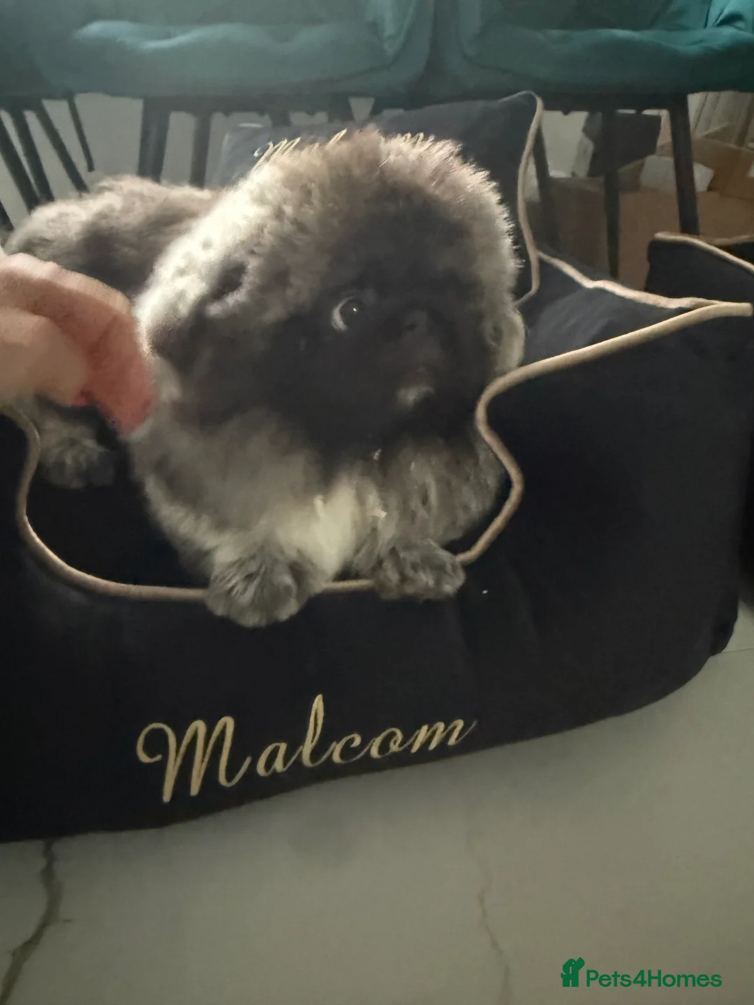 Pekingese dogs for sale: Beautiful 2 Year old blue padded Pekingese  in York - Advert 1