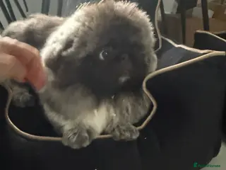 Pekingese dogs Beautiful 2 Year old blue padded Pekingese in York - Advert 1