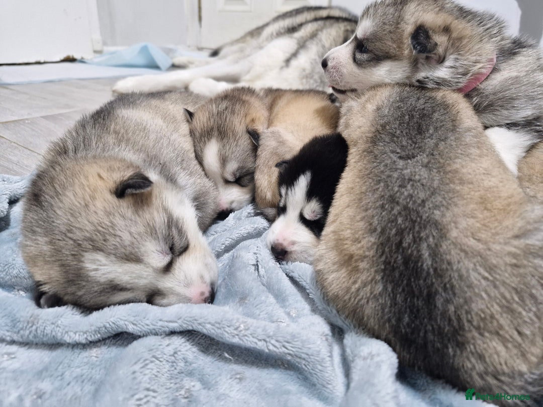 Siberian Husky dogs for sale: 8 husky pups - Advert 23