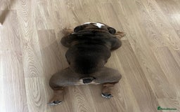 English Bulldog dogs for sale: 2 Year Old English Bulldog Ted - Image 9
