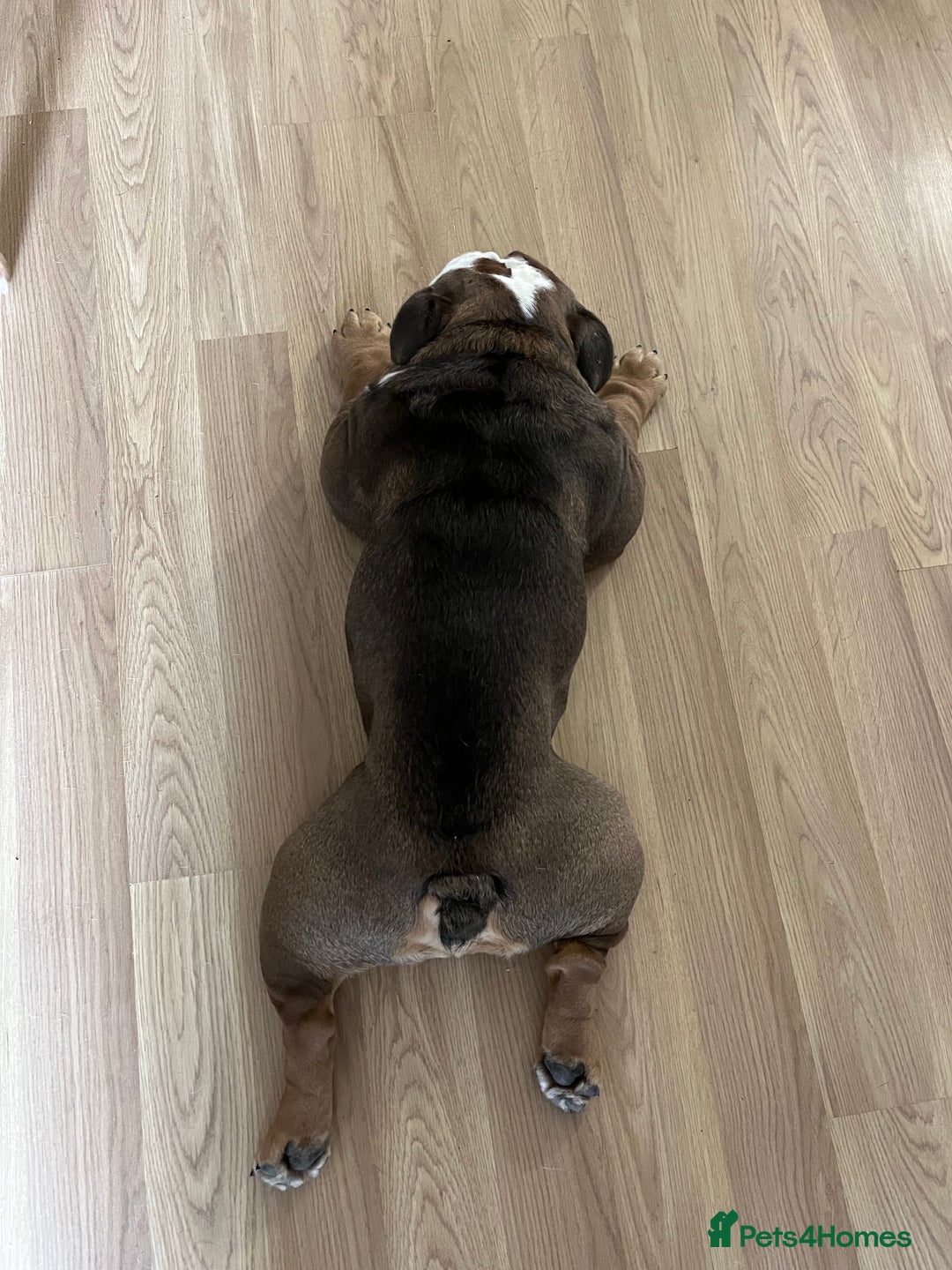 English Bulldog dogs for sale: 2 Year Old English Bulldog Ted - Image 9