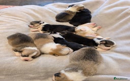 Welsh Corgi Pembroke dogs for sale: 9 Stunning Corgis  - Image 13