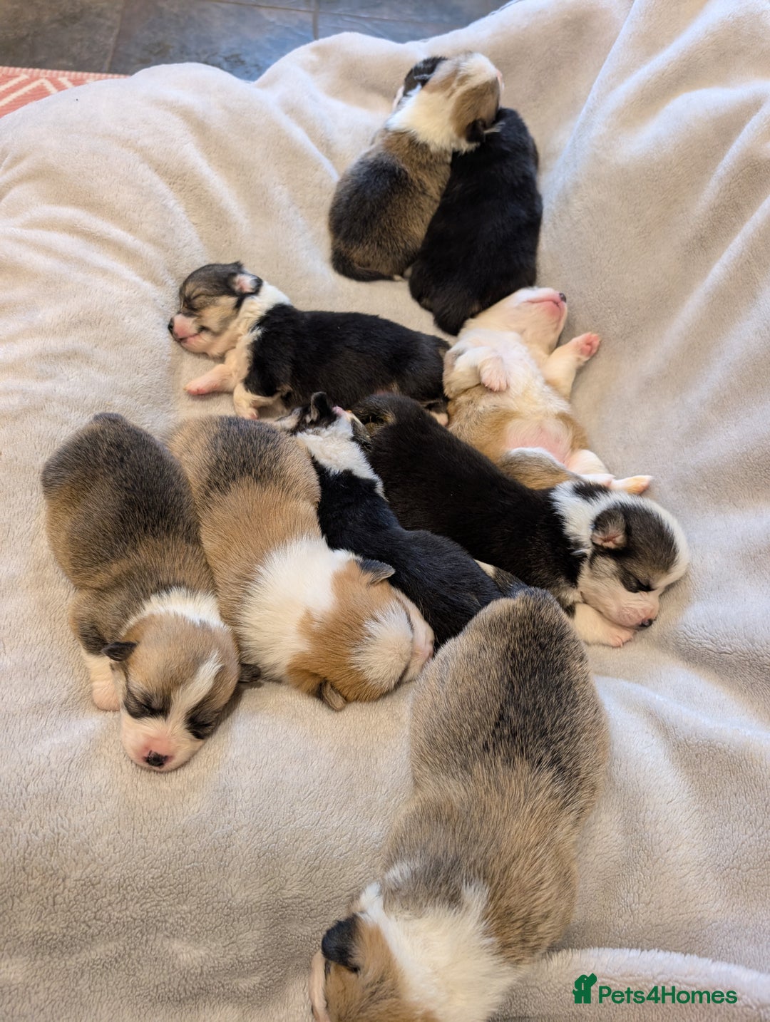Welsh Corgi Pembroke dogs for sale: 9 Stunning Corgis  - Image 13