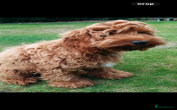 Cockapoo dogs for sale: Cockapoo chocolate boy - Image 4