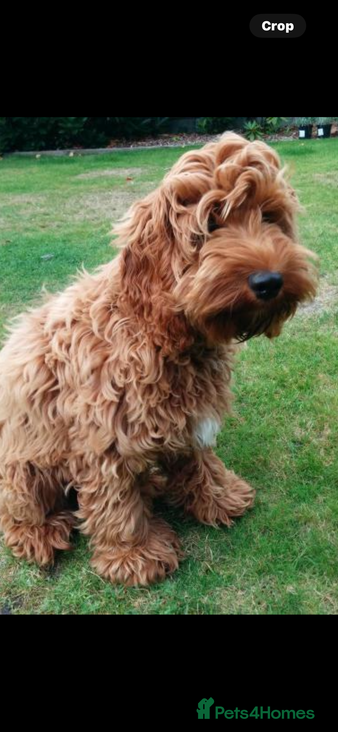 Cockapoo dogs for sale: Cockapoo chocolate boy - Image 4