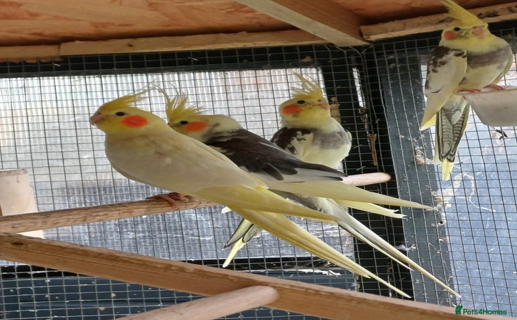 Cockatiels birds Young cockatiels for sale,  ready now. - Advert 3