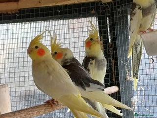 Cockatiels birds Young cockatiels for sale, ready now. - Advert 6