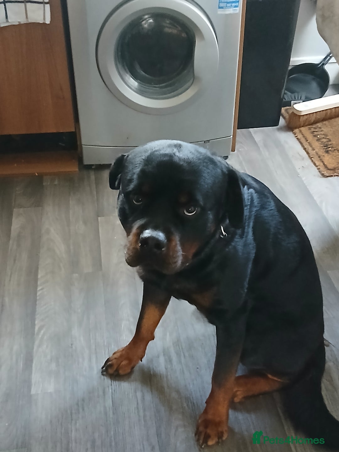 Rottweiler dogs for sale: Rehoming Rosco - Image 1