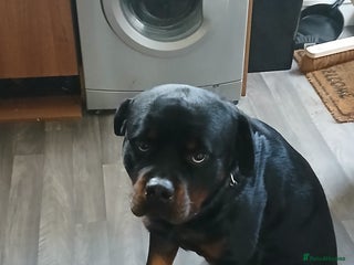 Rottweiler dogs for sale: Rehoming Rosco - Advert 1