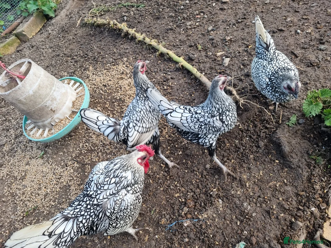 Chickens poultry for sale: 6 x Silver Sebright Hatching Eggs  - Advert 2