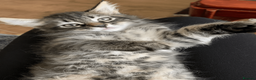 Maine Coon cats for sale: Three adorable Maine Coon Kittens For Sale  - Advert 25