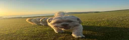 Malshi dogs for sale: Malshi puppies for sale in Crymych - Advert 6