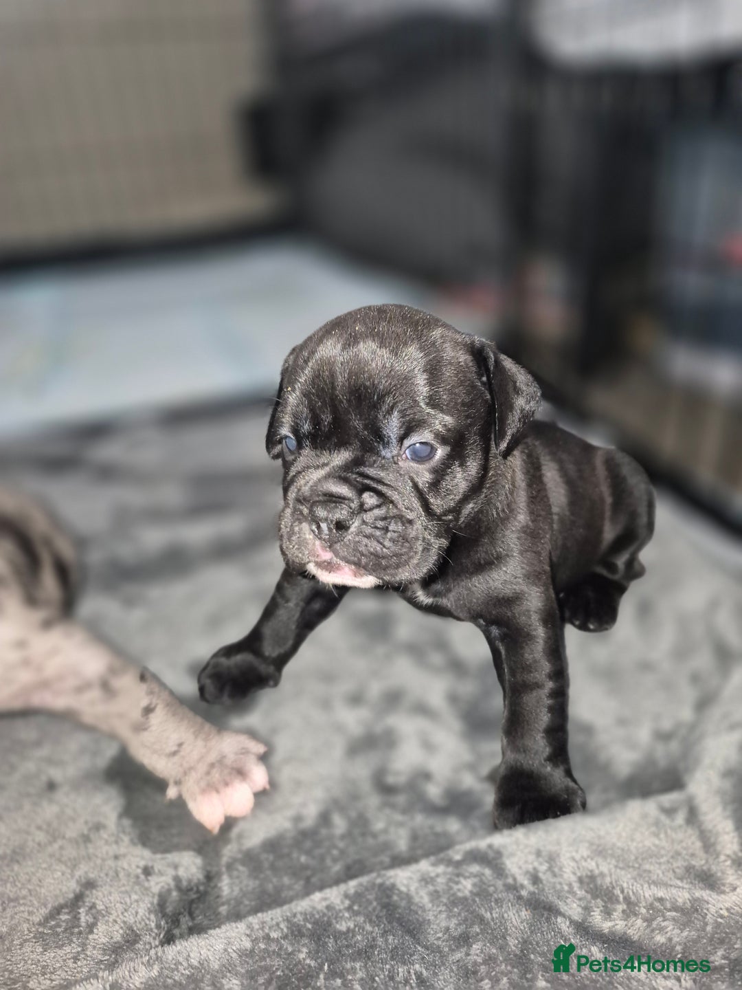 Olde English Bulldogge dogs for sale: STUNNING LITTER OF OLD ENGLISH BULLDOGS 😍  - Image 7