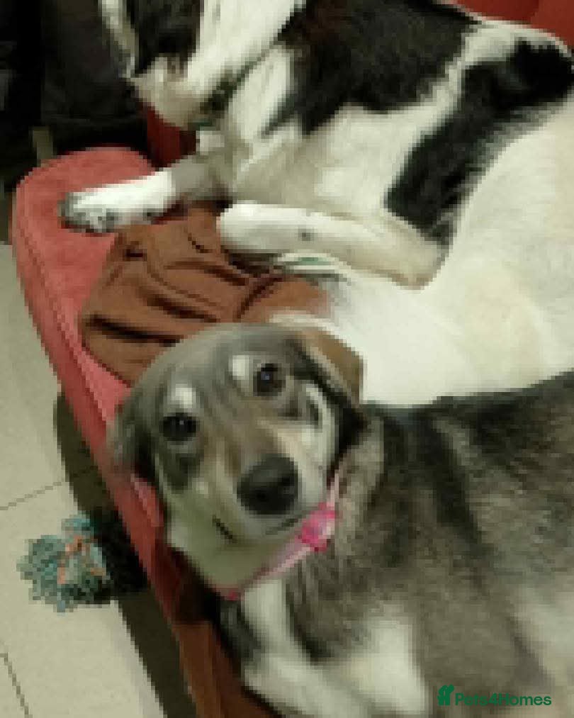 Mixed Breed dogs Beautiful Shuri - Advert 6