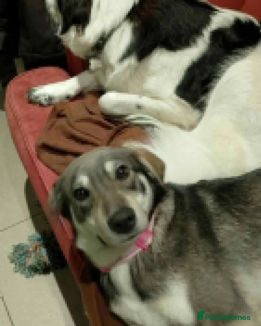 Mixed Breed dogs for sale: Beautiful Shuri - Advert 4