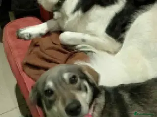 Mixed Breed dogs Beautiful Shuri - Advert 6