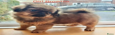 Brownie
