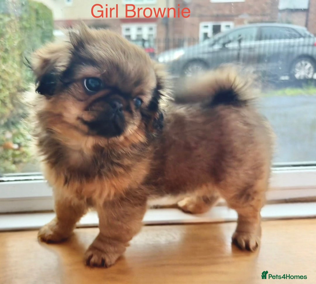 Pekingese dogs for sale: 🐾 Pekingese Puppies for Sale – 2 Girls & 1 Boy 🐾 - Advert 16