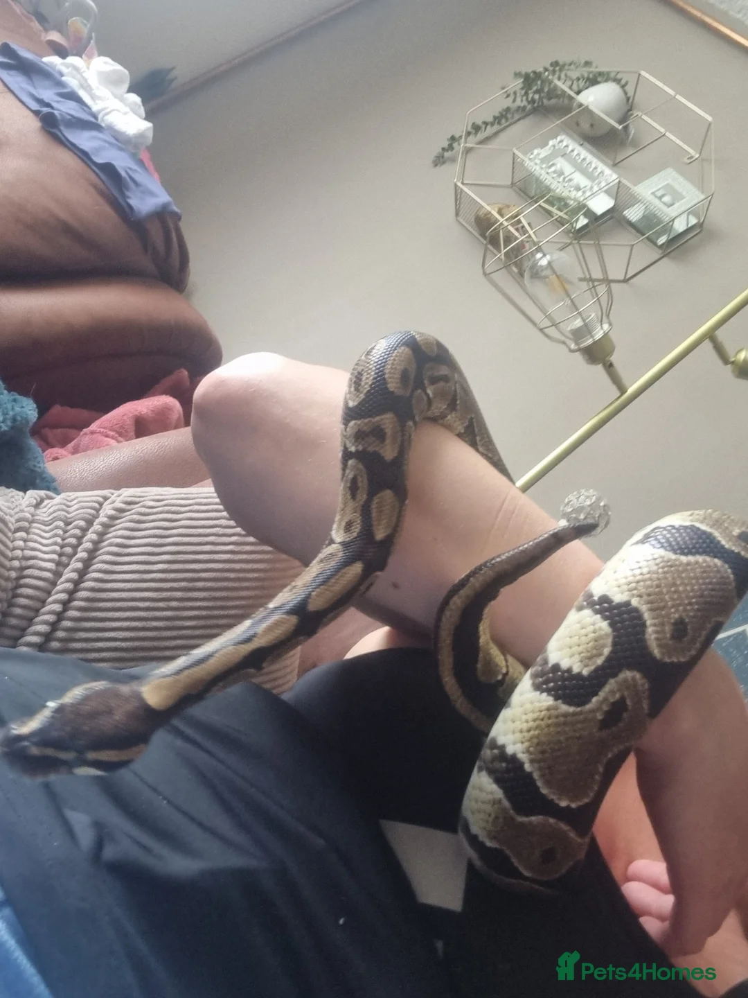 Python Snake reptiles for sale: Royal python - Advert 9