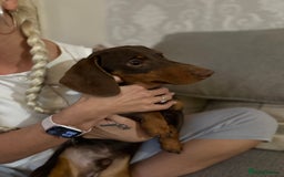 Miniature Dachshund dogs for sale: Gorgeous miniature dachshund  - Image 6