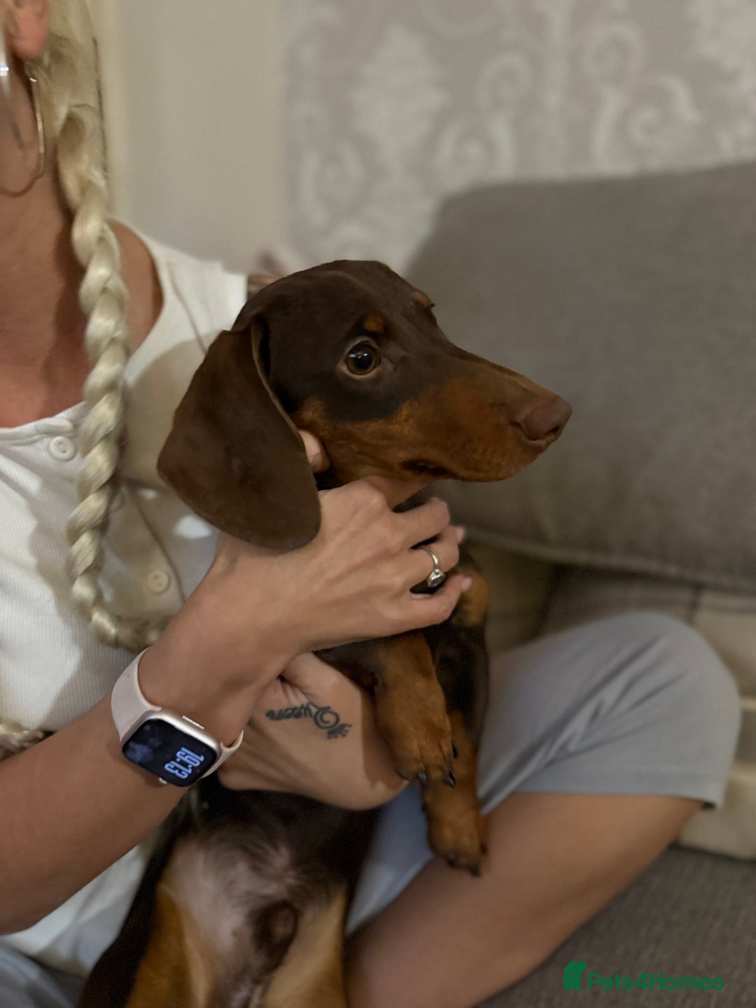 Miniature Dachshund dogs for sale: Gorgeous miniature dachshund  - Image 6