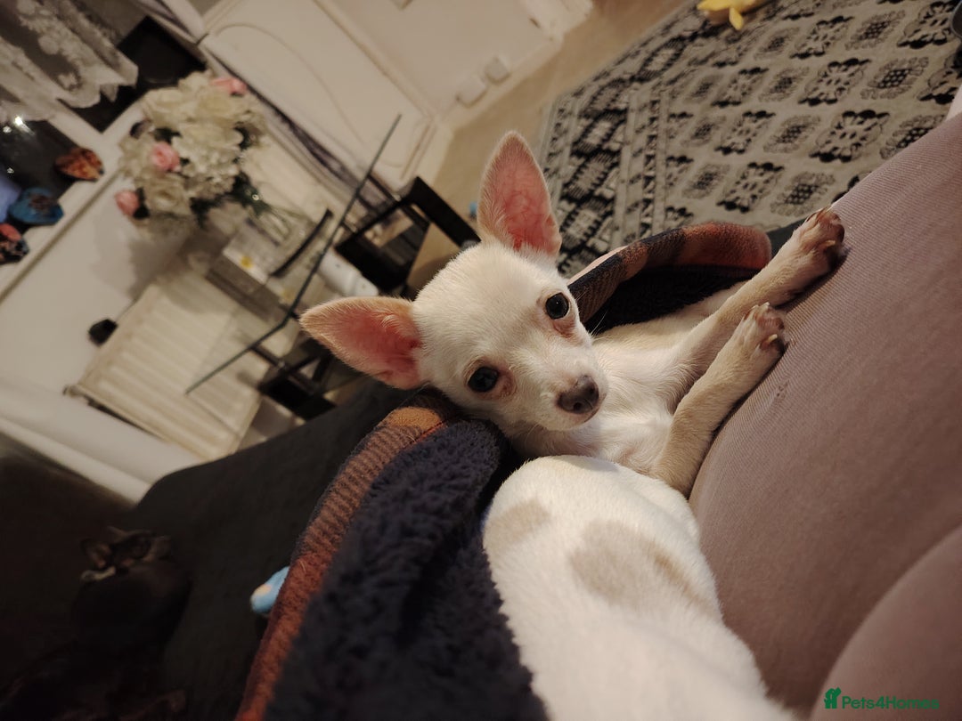 Chihuahua dogs for sale: Deer head chihuahua  - Advert 14