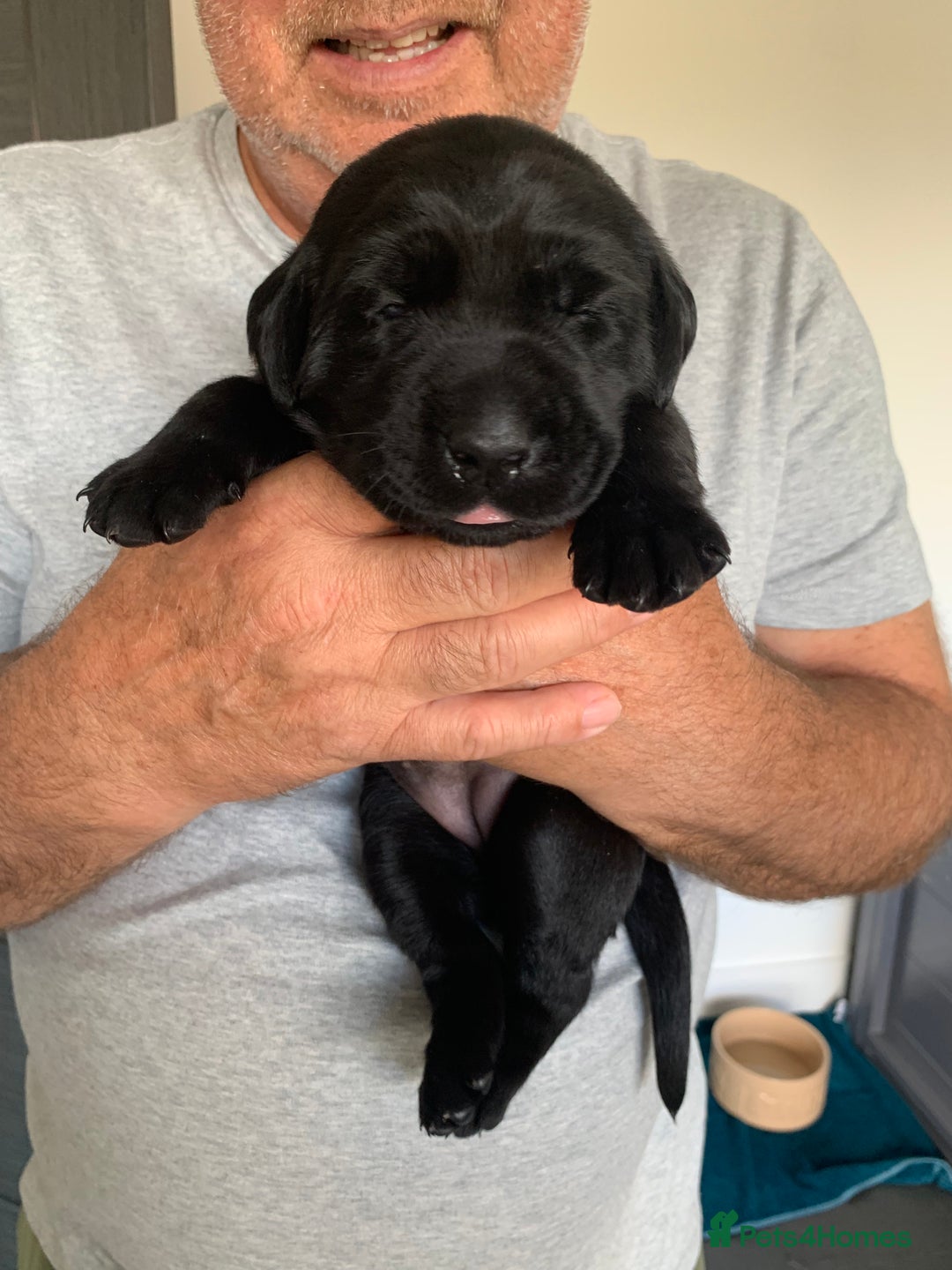 Labrador Retriever dogs for sale: 5* breeder🐾beautiful glossy black puppies ❤️  - Image 13