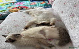 Ragdoll cats for sale: 5 beautiful Ragdoll kittens- 6 months old - Image 8