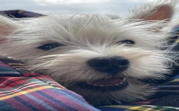 West Highland Terrier dogs for sale: Top quality import champion bred westie - Image 20