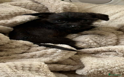 Mixed Breed dogs for sale: Chihuahua x Jack Russell - Image 4