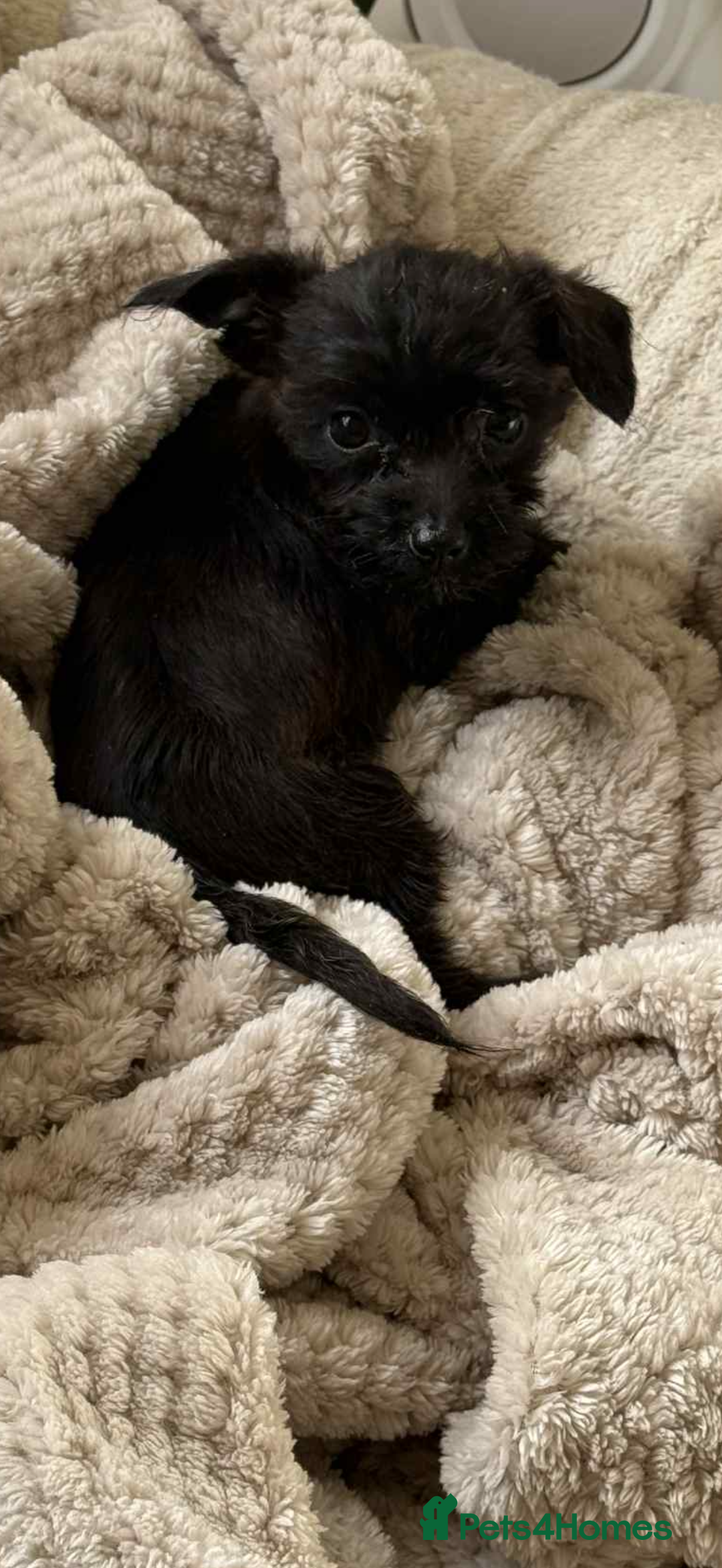 Mixed Breed dogs for sale: Chihuahua x Jack Russell - Image 4