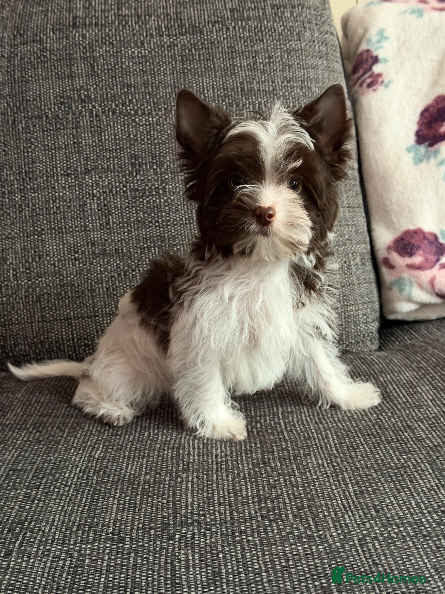 Yorkshire Terrier dogs Tiny Boys🐾potty trained 🐾 Pedigree 🐾 - Advert 13