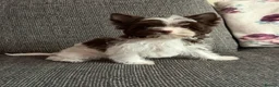 Yorkshire Terrier dogs for sale: Tiny Puppy Boys🐾 Pedigree 🐾 - Advert 17