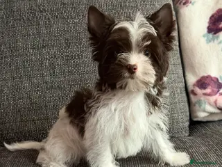 Yorkshire Terrier dogs Tiny Boys🐾potty trained 🐾 Pedigree 🐾 - Advert 13