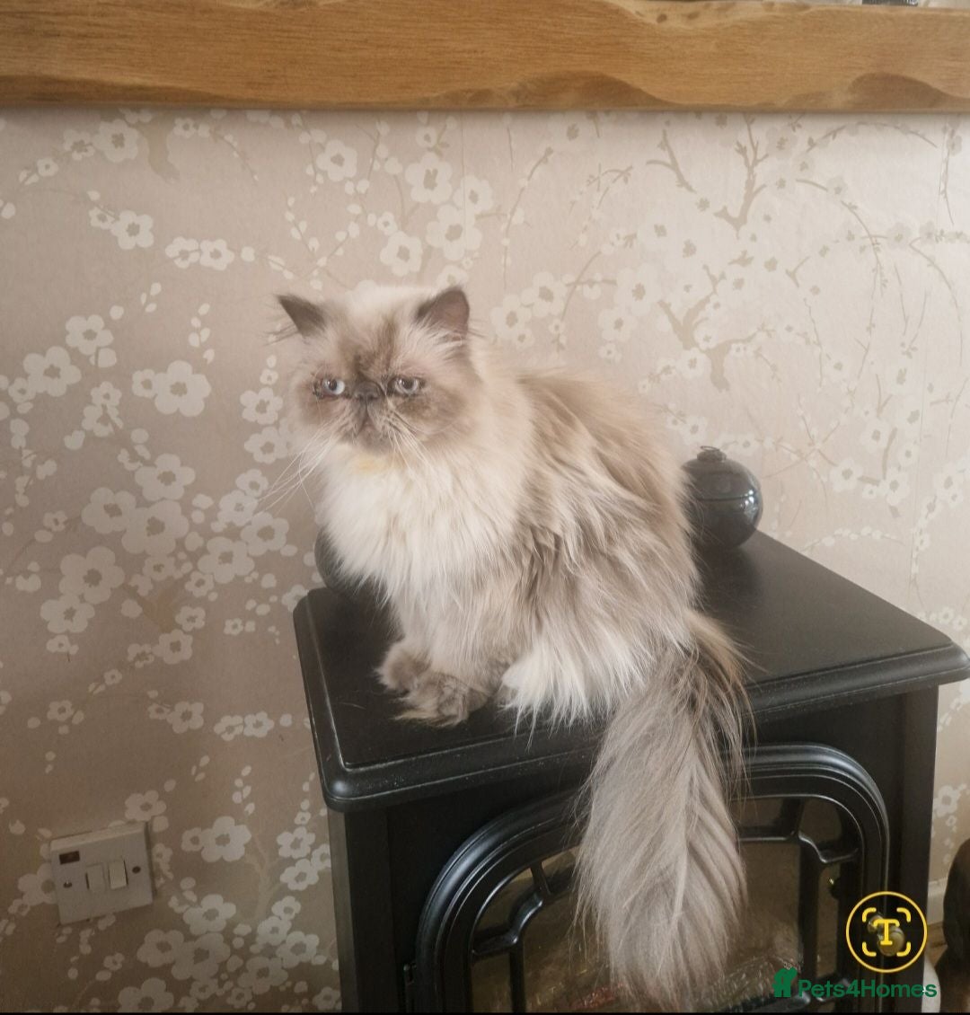 Himalayan cats for sale: Beautiful Persian Himalayan - Advert 2