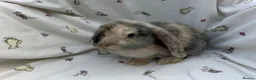 Dwarf Lop rabbits for sale: Beautiful Dwarf Lop Bunnies - Advert 21